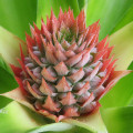 شکوفه آناناس Pineapple Blossom